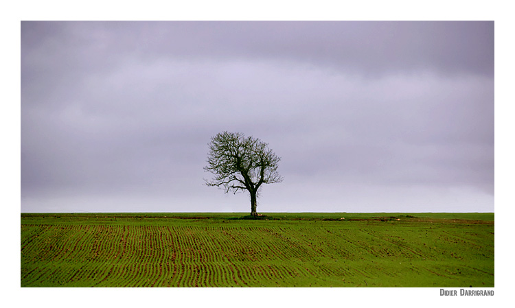 arbres